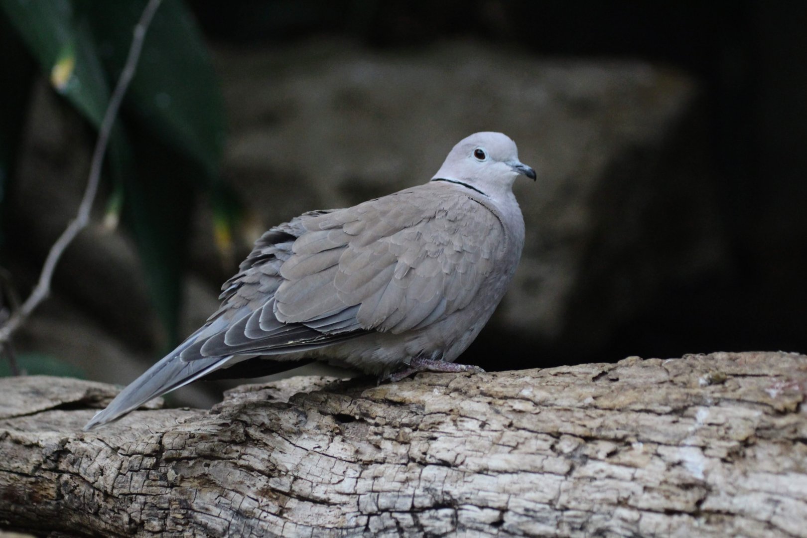 African Collared Dove