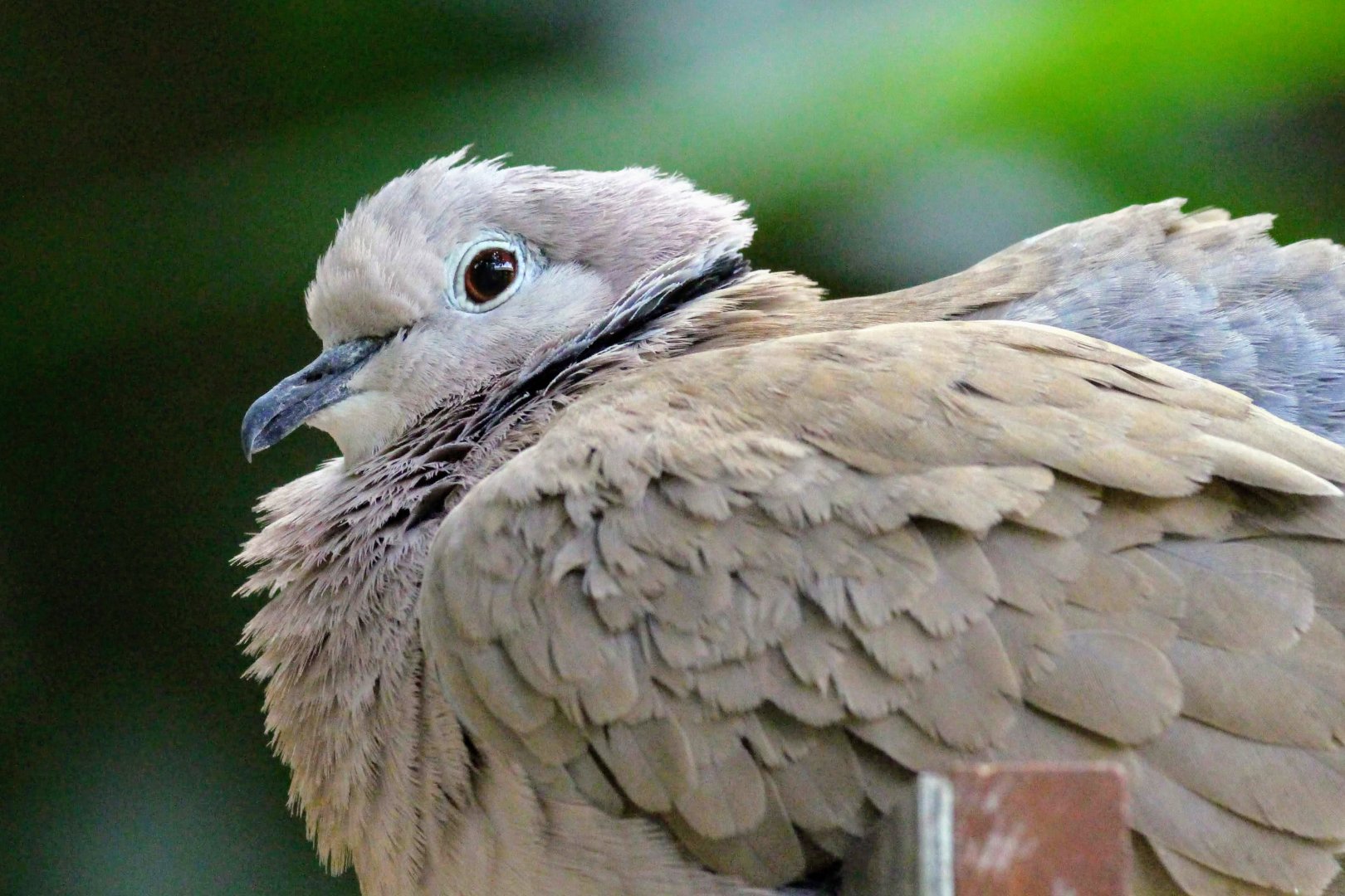 African Collared Dove