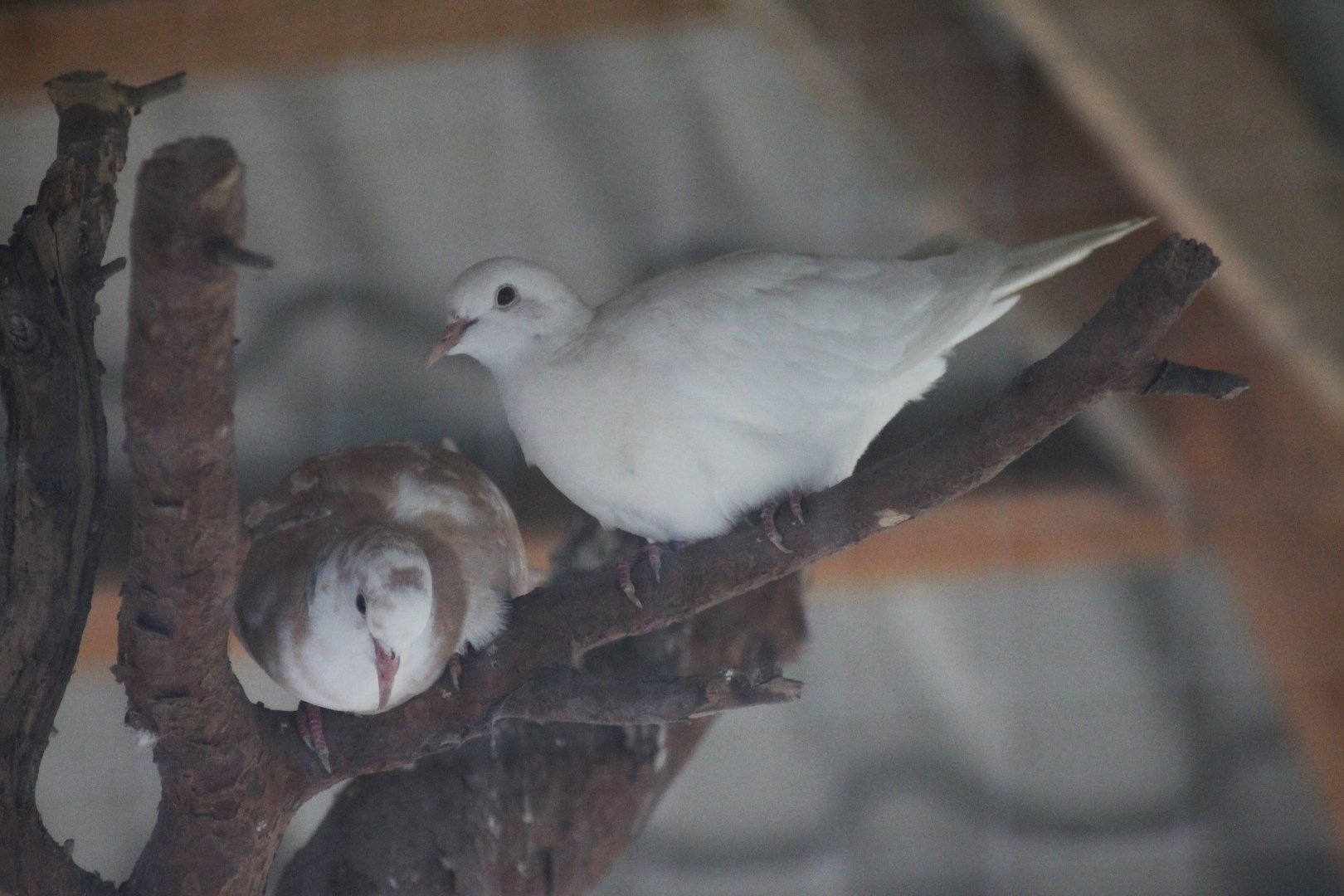 African collared doves (Streptopelia roseogrisea)