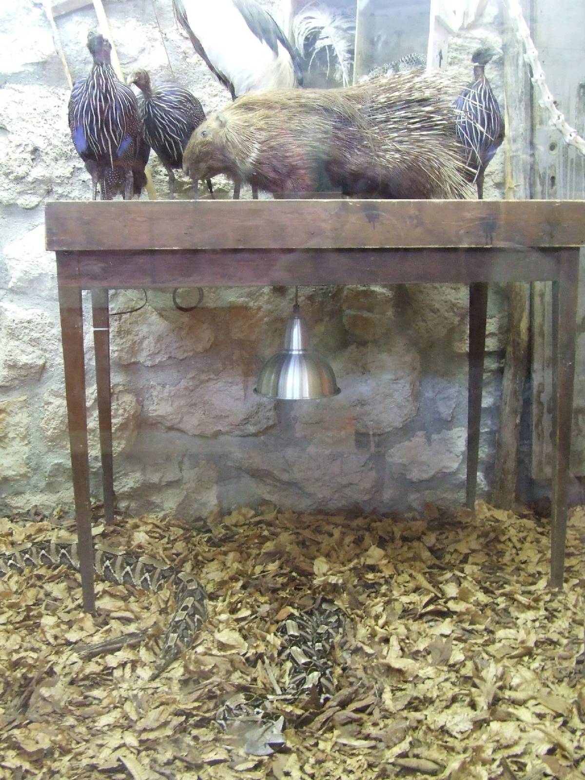 African 'collection room' and Gaboon viper exhibit @ Budapest Zoo