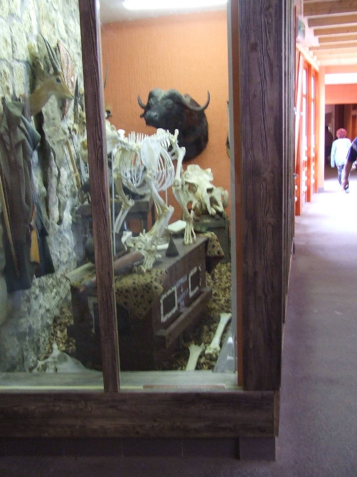 African 'collection room' and Gaboon viper exhibit @ Budapest Zoo