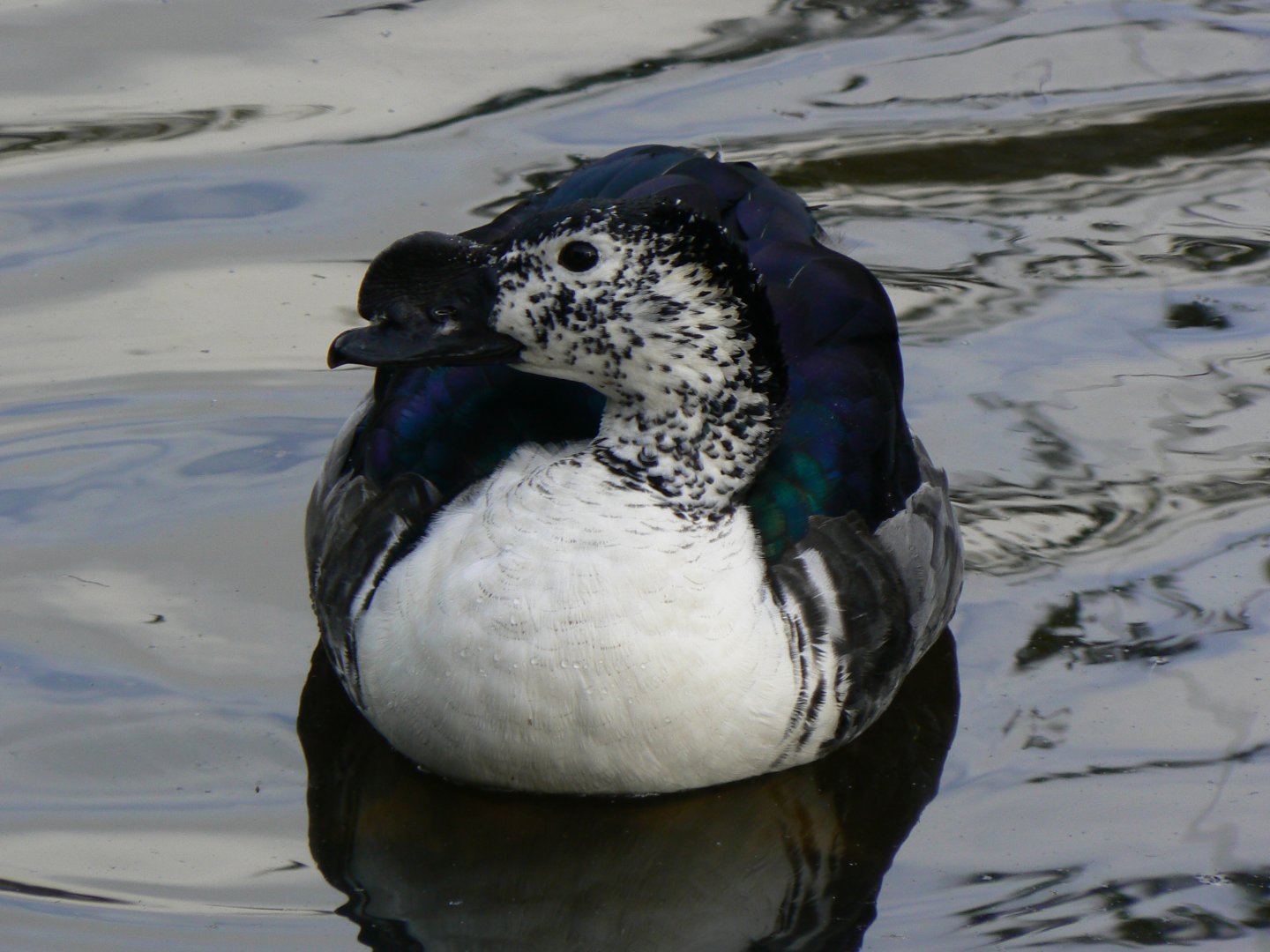 African Comb-billed Duck - 14 October 2017