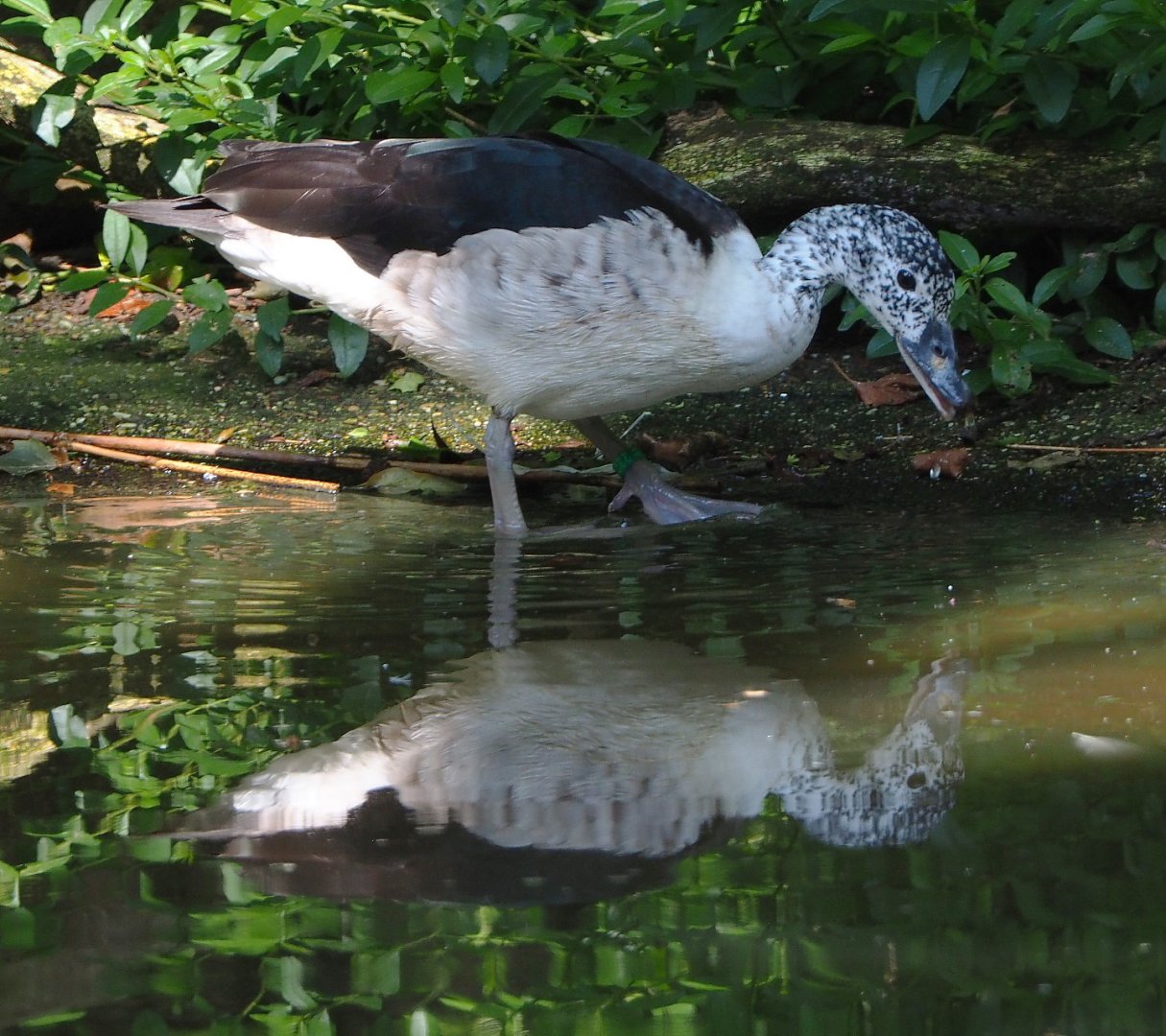 African comb duck (Sarkidiornis melanotos), 2021-07-17