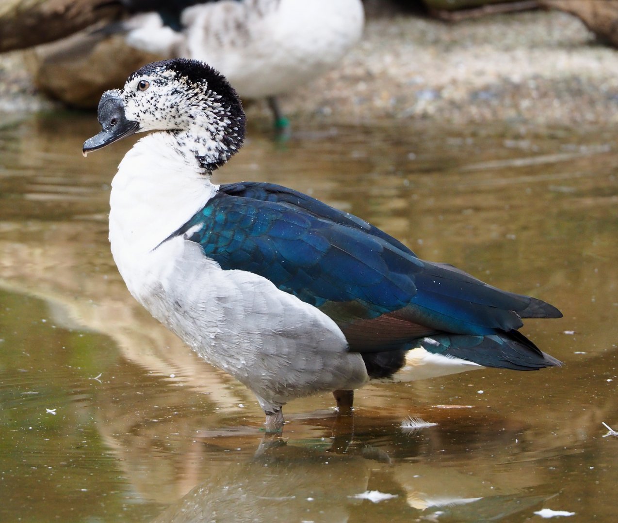 African comb duck (Sarkidiornis melanotos), 2022-03-16