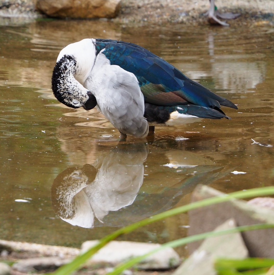 African comb duck (Sarkidiornis melanotos), 2022-03-16