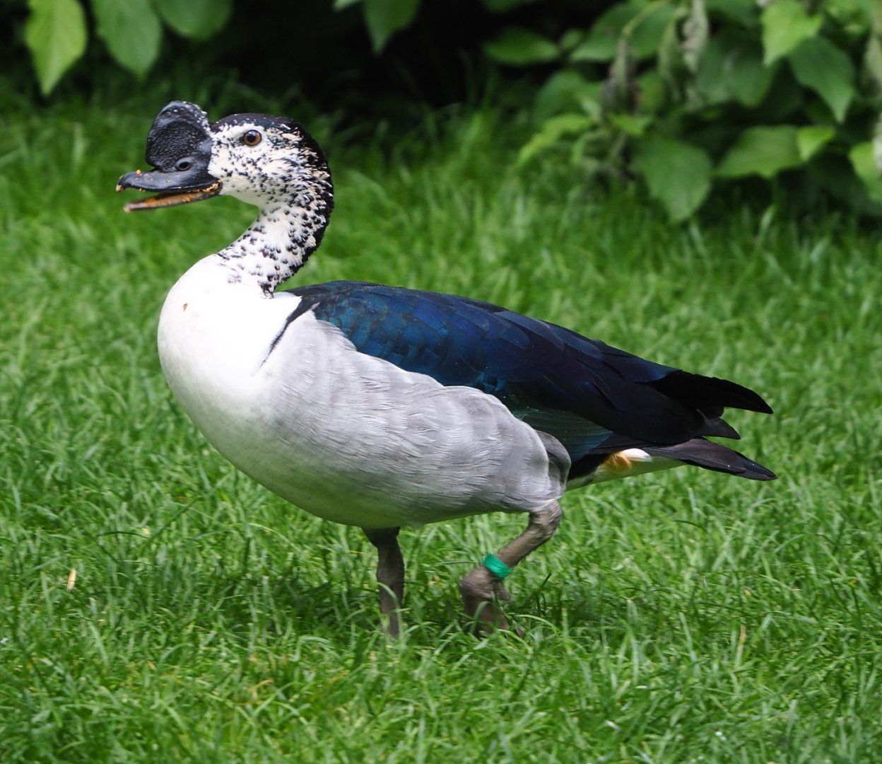 African comb duck (Sarkidiornis melanotos), 2022-05-26
