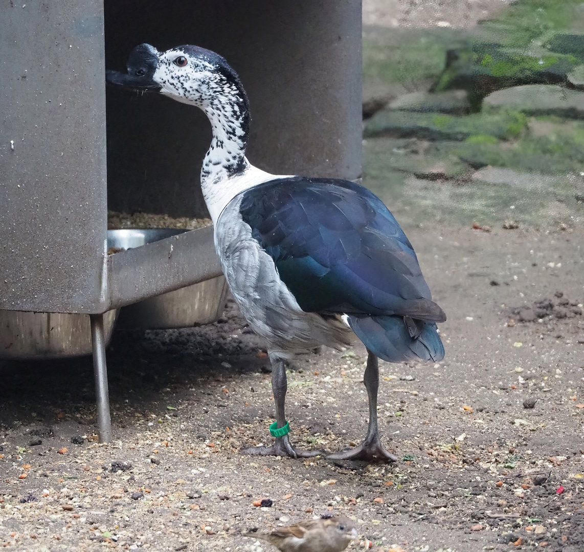 African comb duck (Sarkidiornis melanotos), 2022-10-29