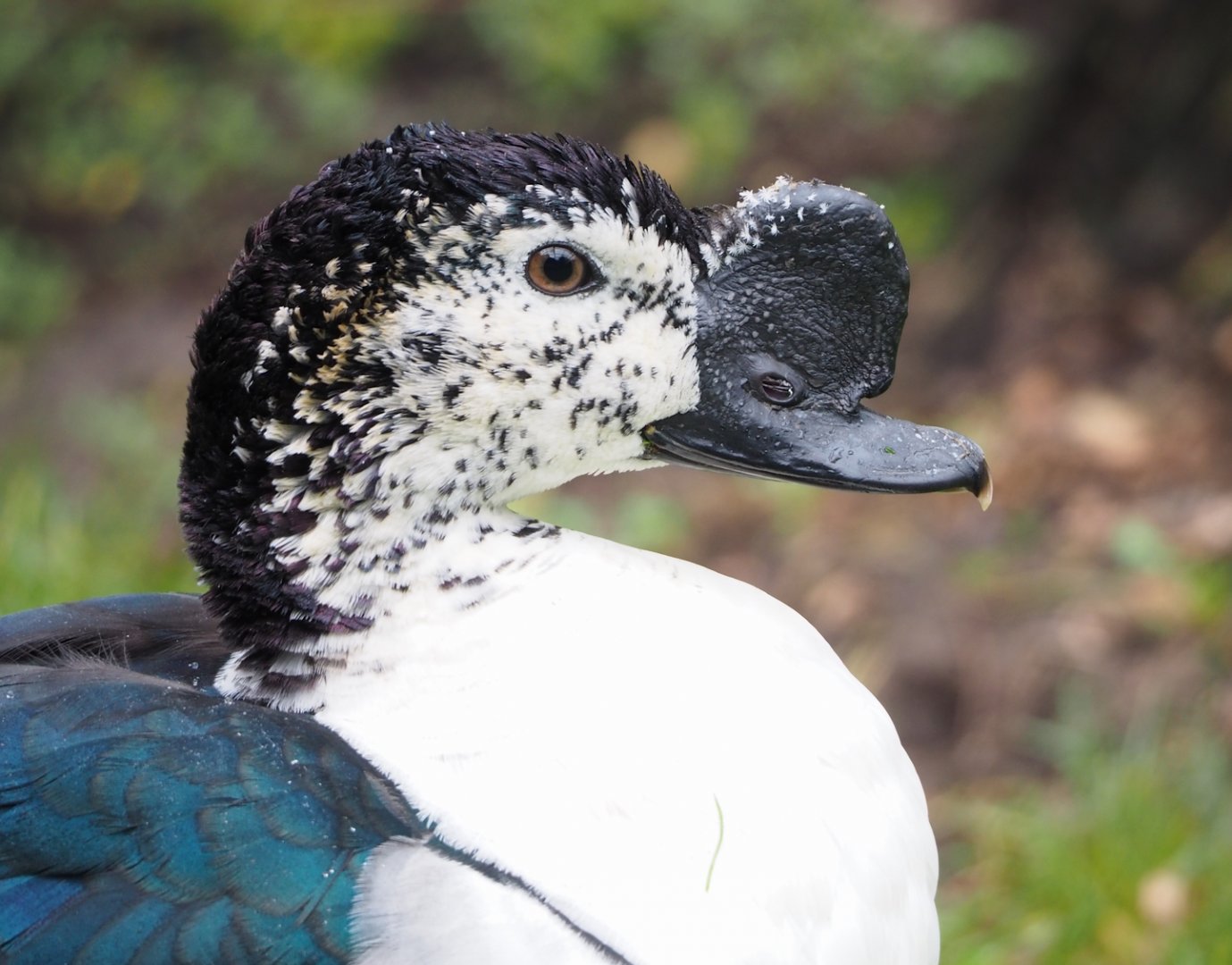 African comb duck (Sarkidiornis melanotos), 2023-04-08
