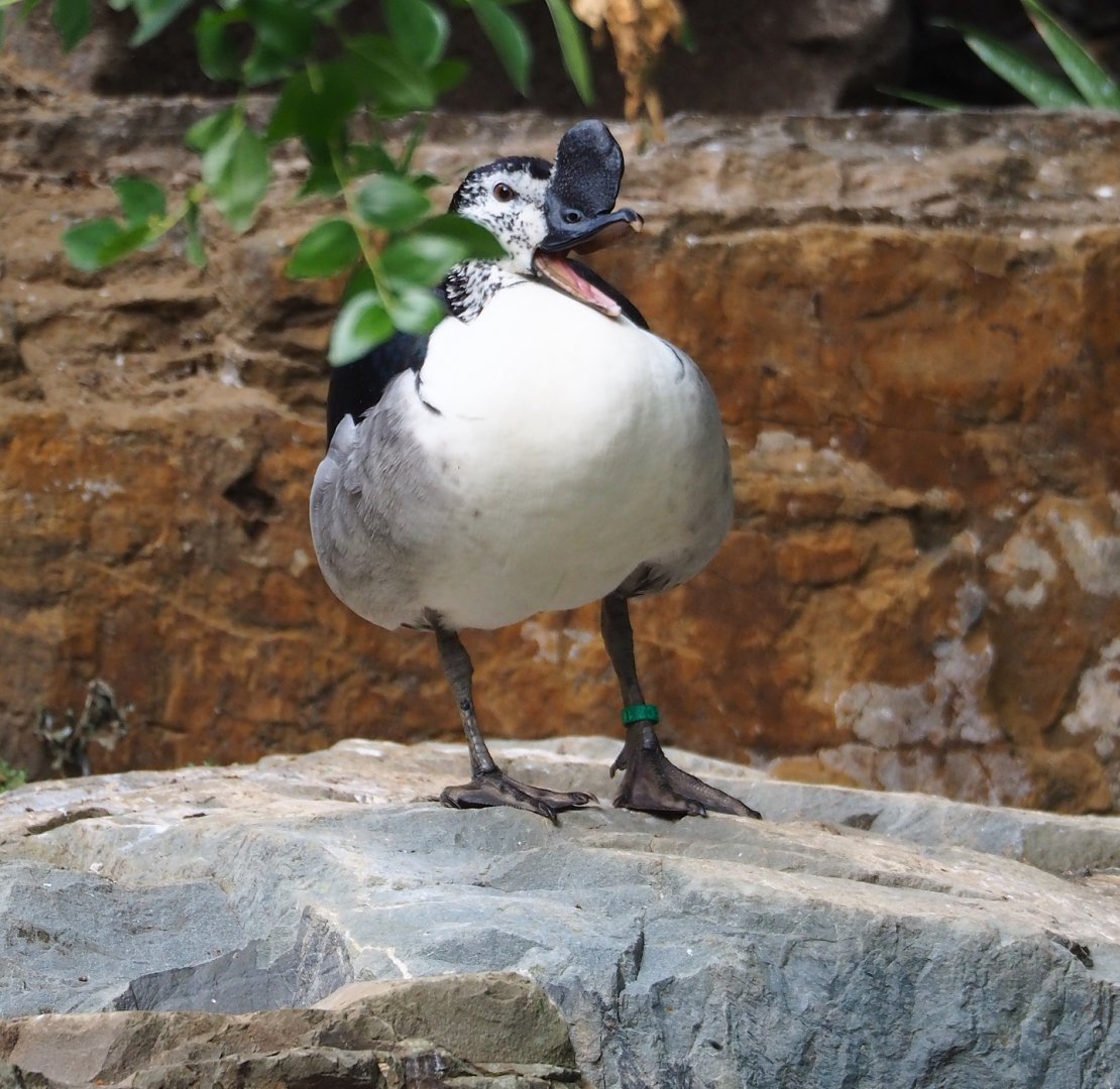 African comb duck (Sarkidiornis melanotos), 2023-07-22