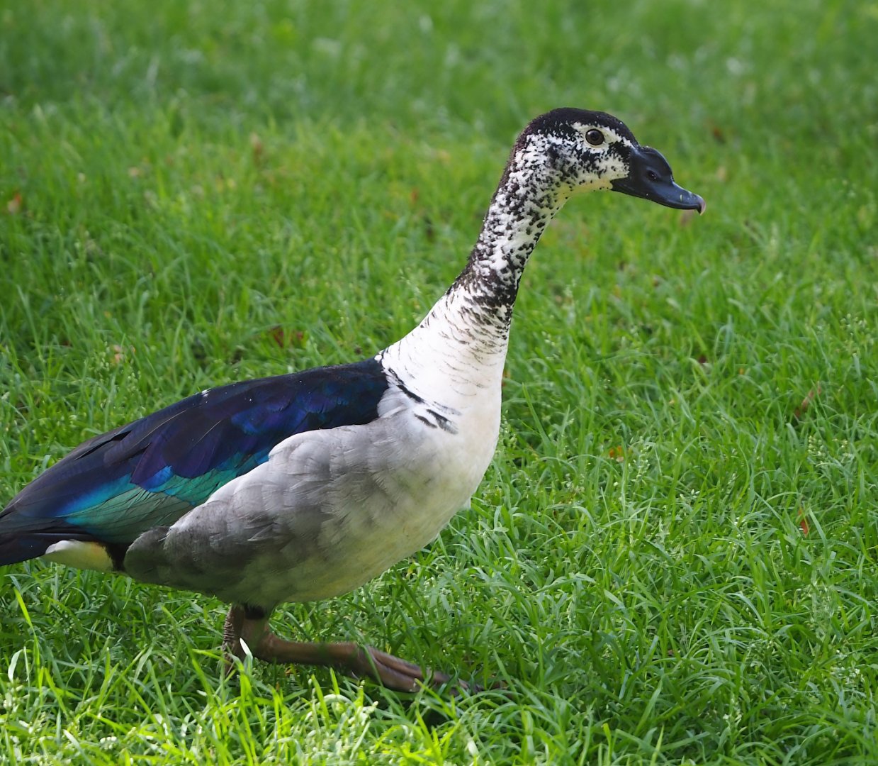 African comb duck (Sarkidiornis melanotos), 2023-09-19