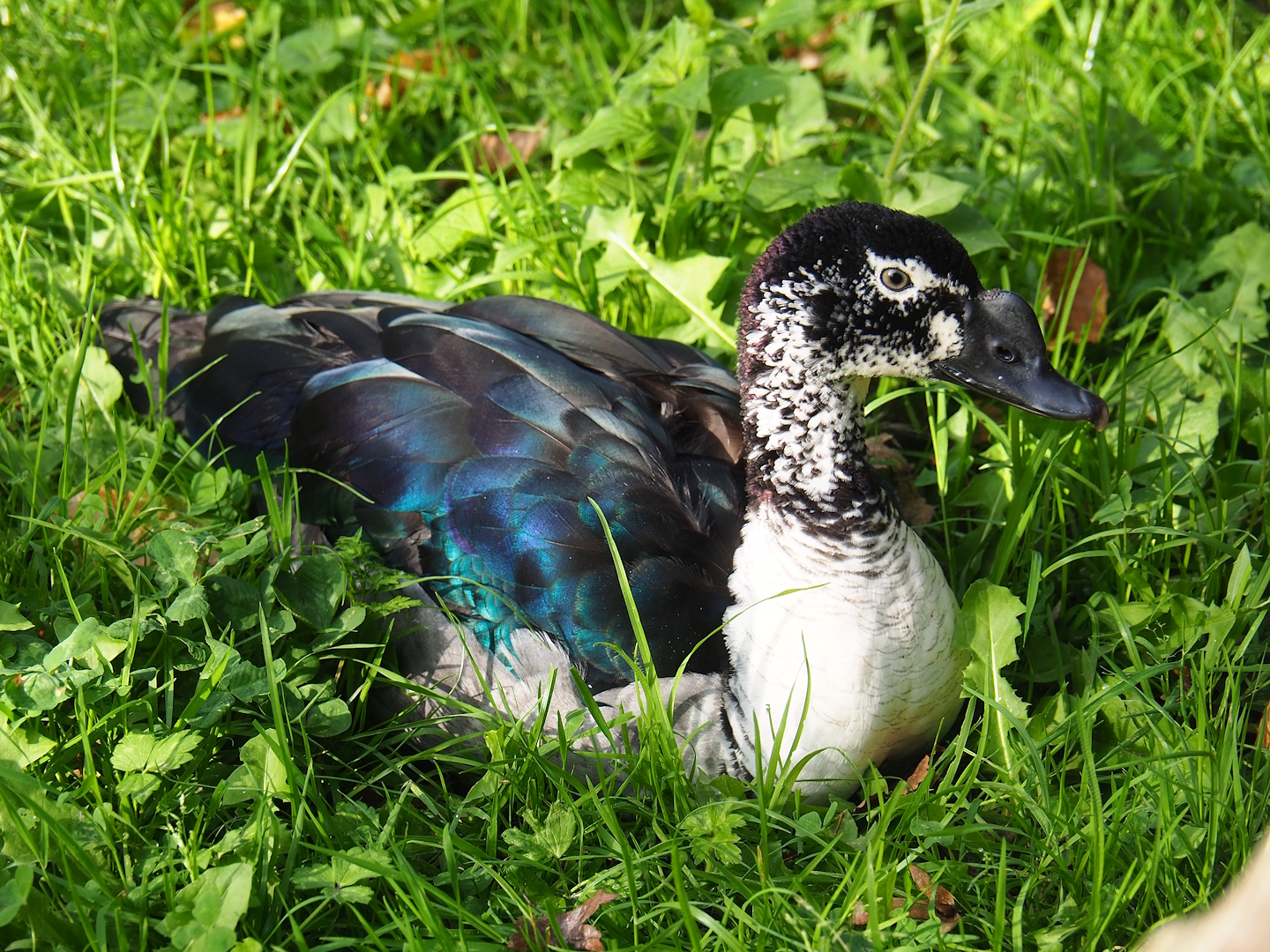 African comb duck (Sarkidiornis melanotos), 2023-10-04