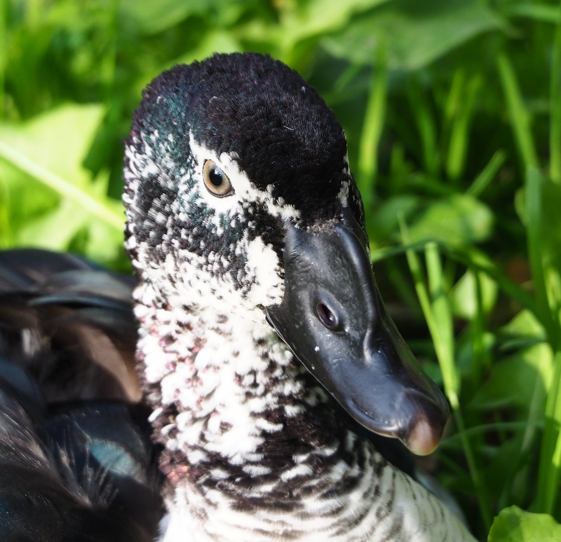 African comb duck (Sarkidiornis melanotos), 2023-10-04