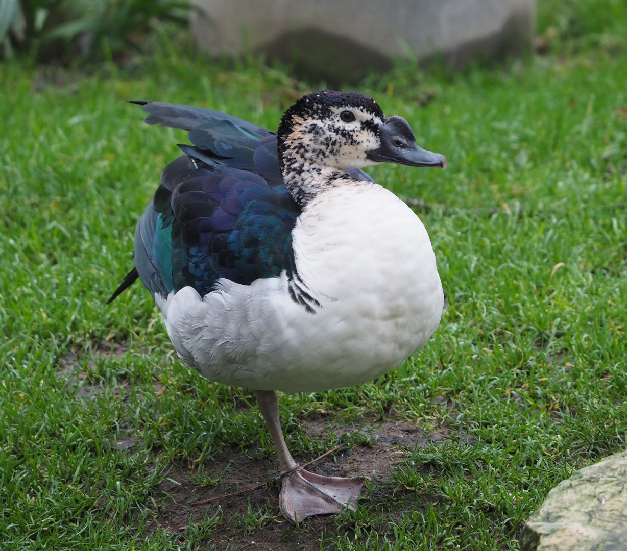 African comb duck (Sarkidiornis melanotos), 2024-01-01
