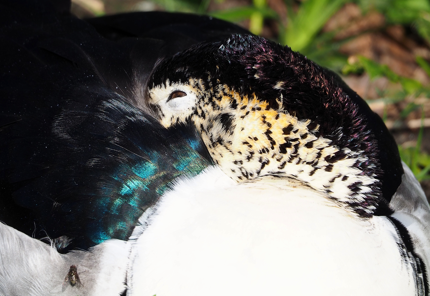 African comb duck (Sarkidiornis melanotos), 2024-03-04