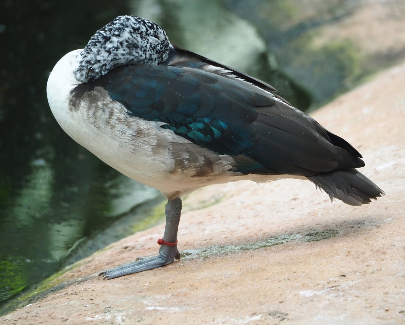 African comb duck (Sarkidiornis melanotos), 2024-08-05