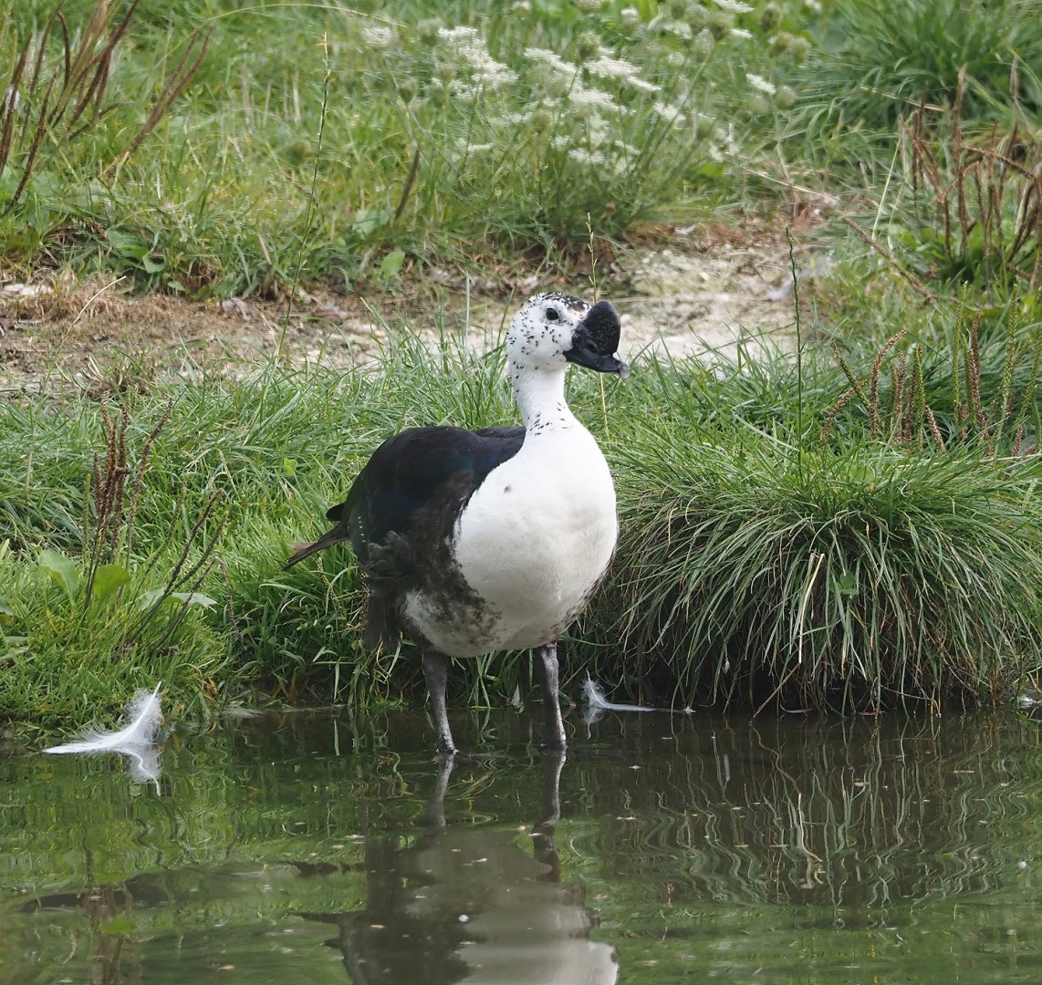 African comb duck (Sarkidiornis melanotos), 2024-08-21
