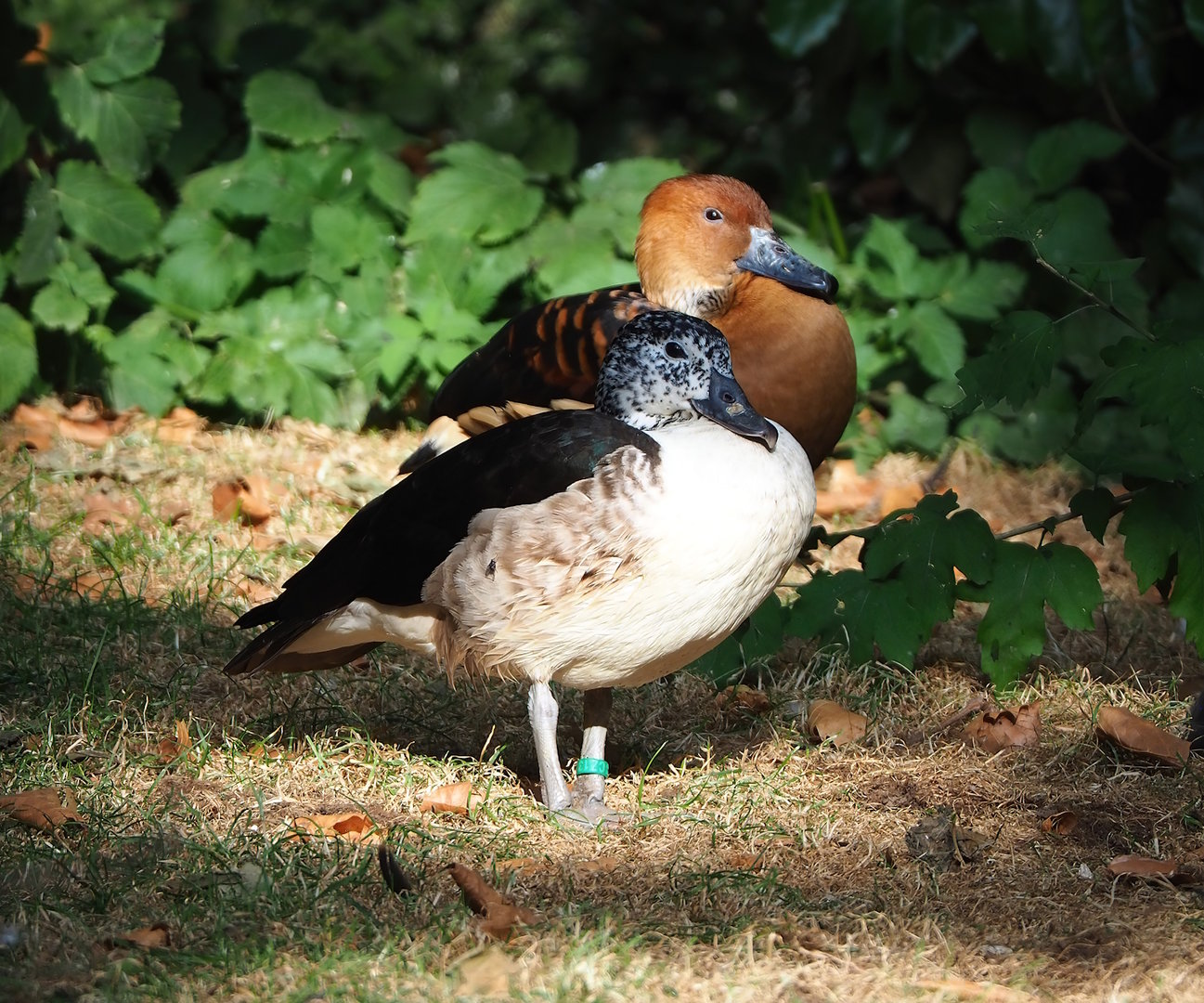 African comb duck (Sarkidiornis melanotos) and Fulvous whistling duck (Dendrocygna bicolor), 2022-09-04