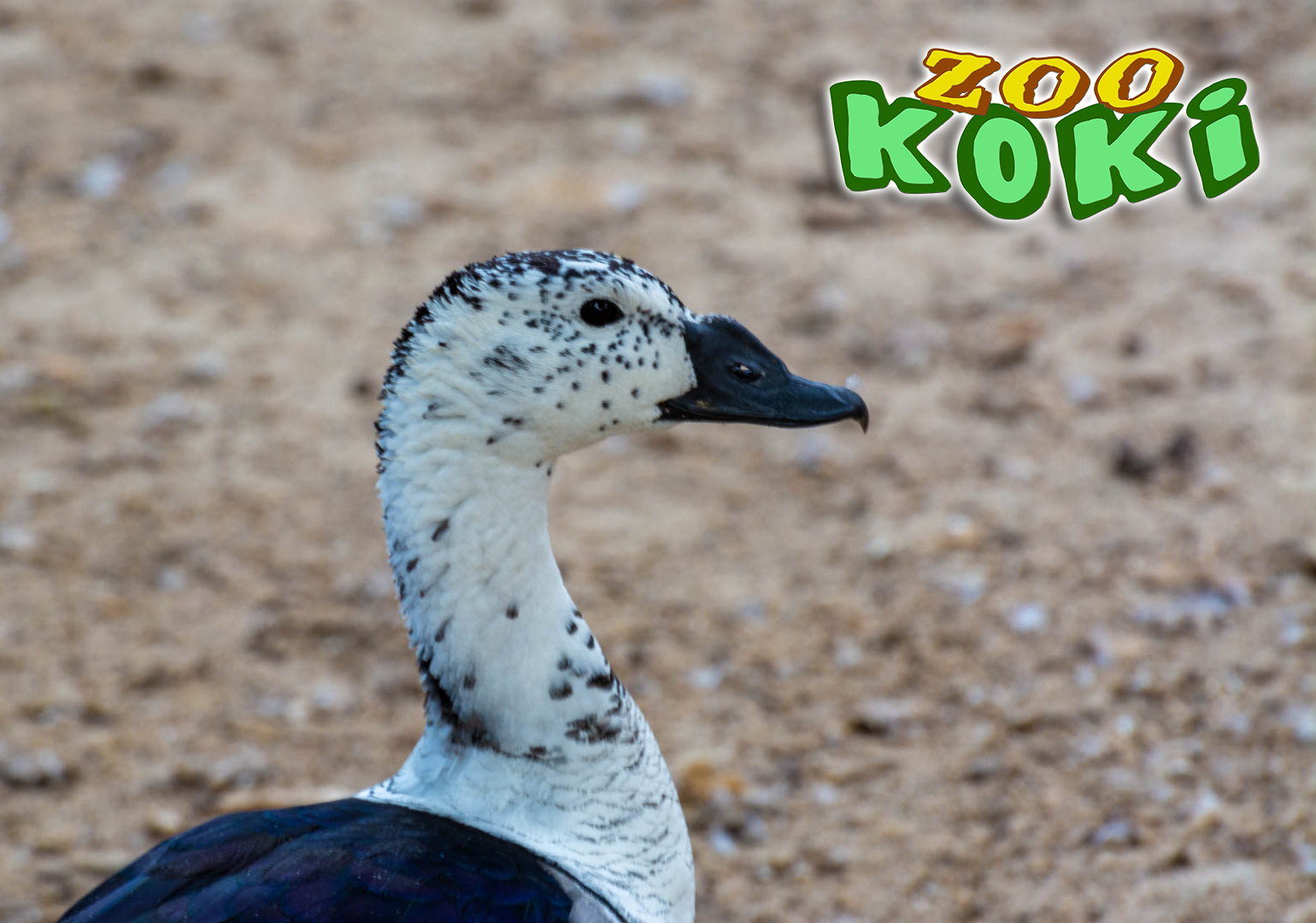 African Comb Duck (Sarkidiornis melanotos)