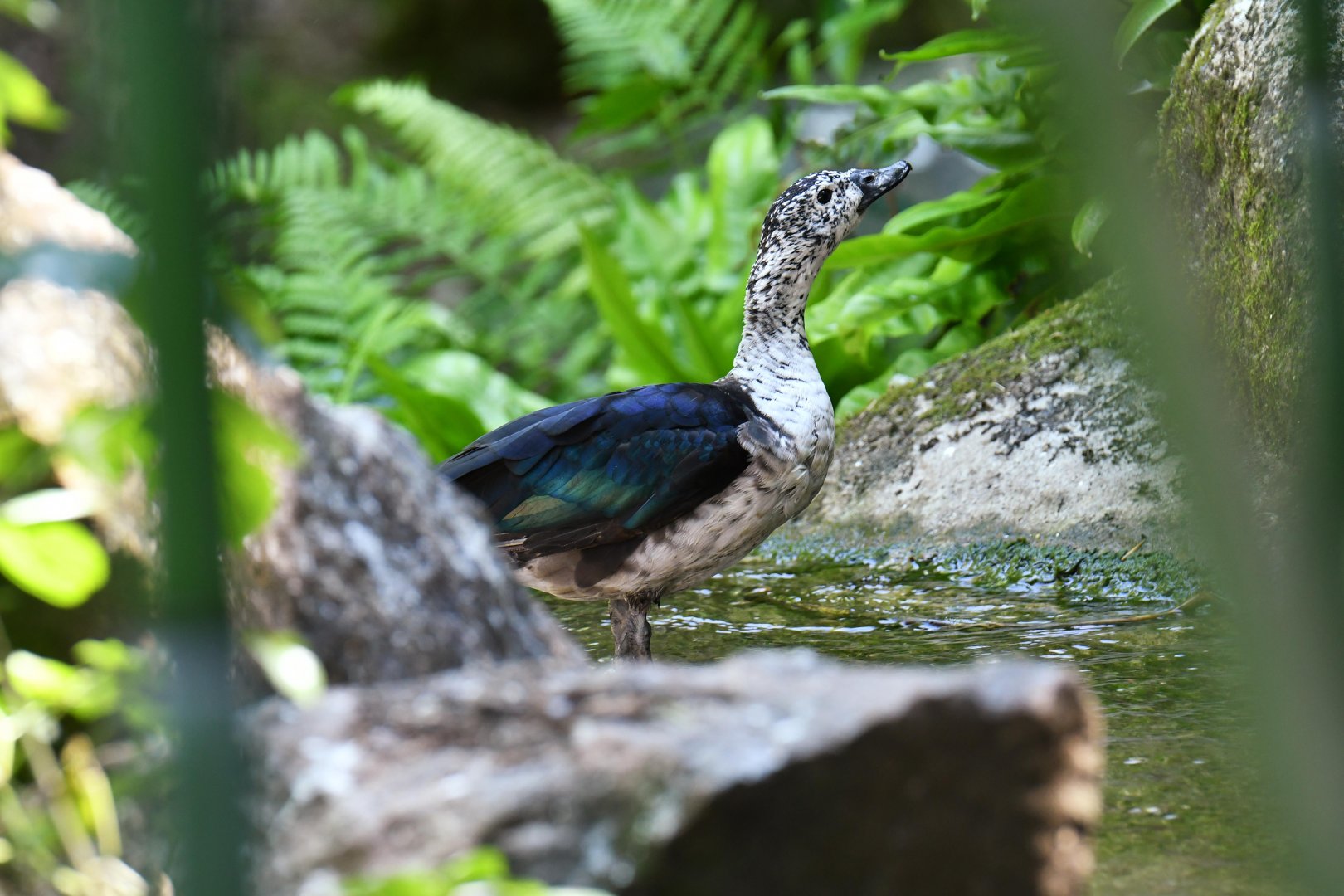African Comb Duck (Sarkidiornis melanotos)