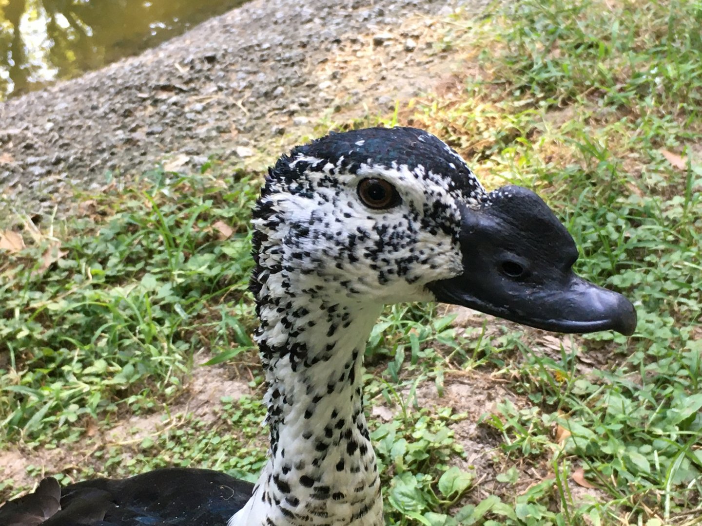 African Comb Duck (Sarkidiornis melanotos)