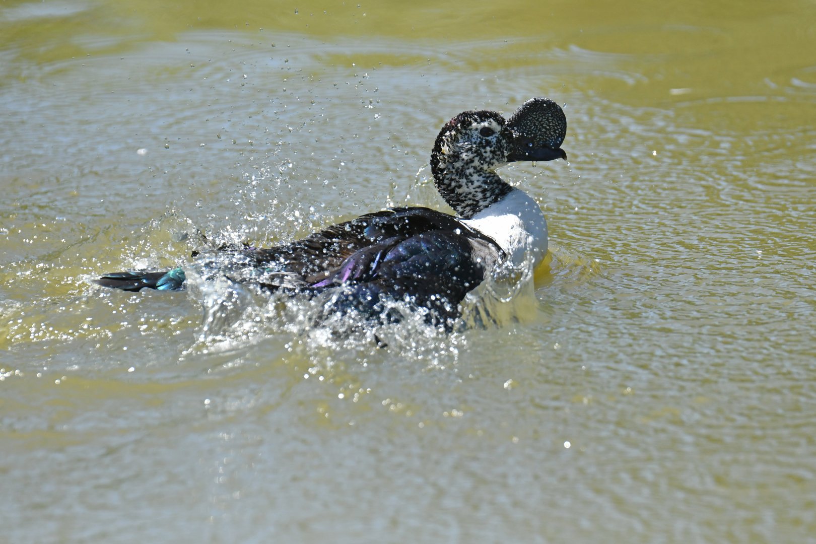 African comb duck (Sarkidiornis melanotos)