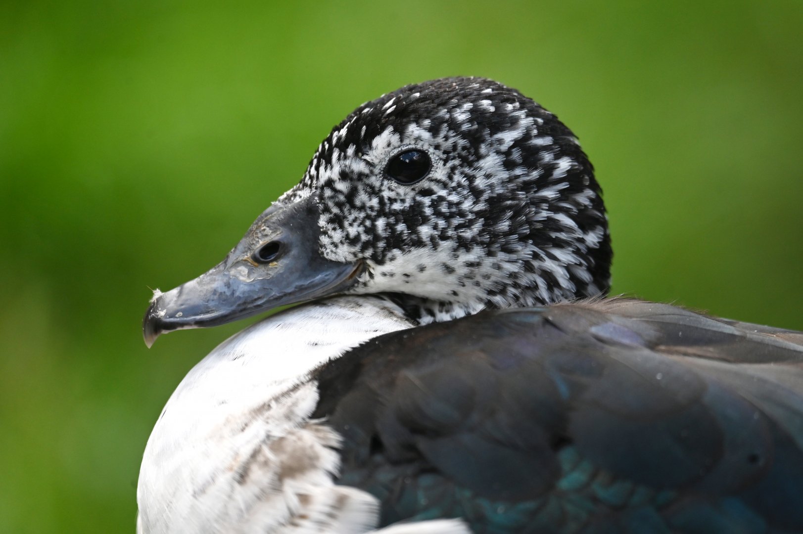 African comb duck Sarkidiornis melanotos