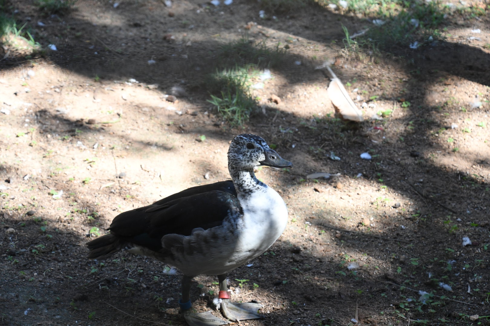 African Comb Duck