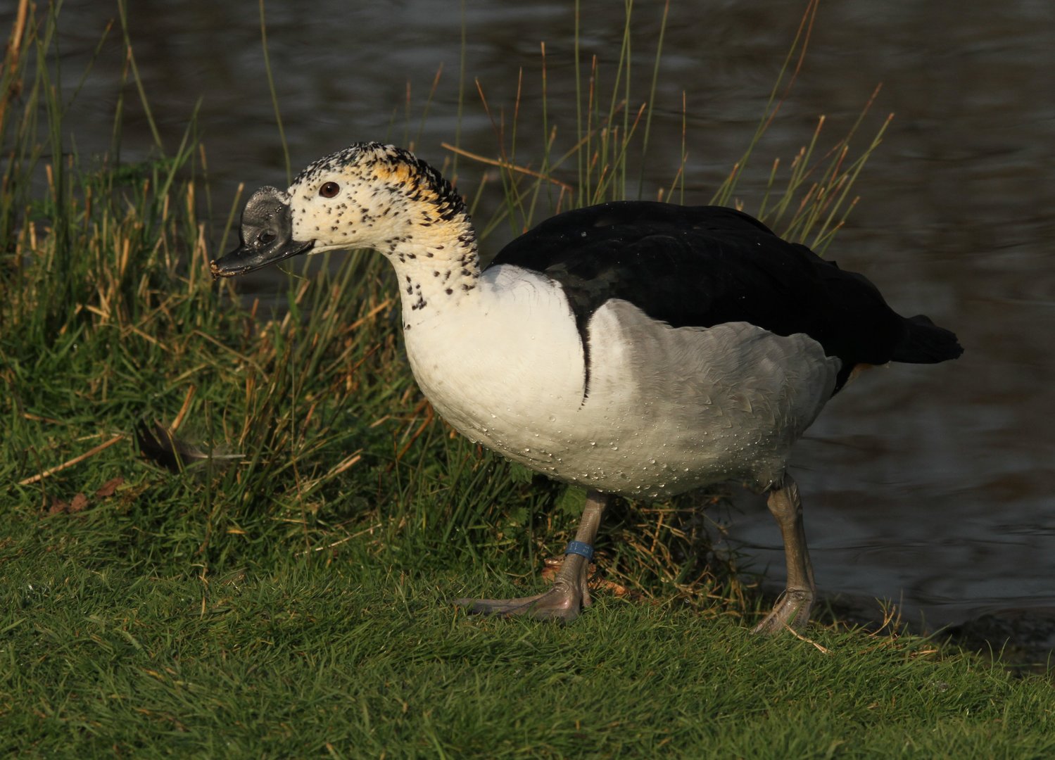 African Comb Duck