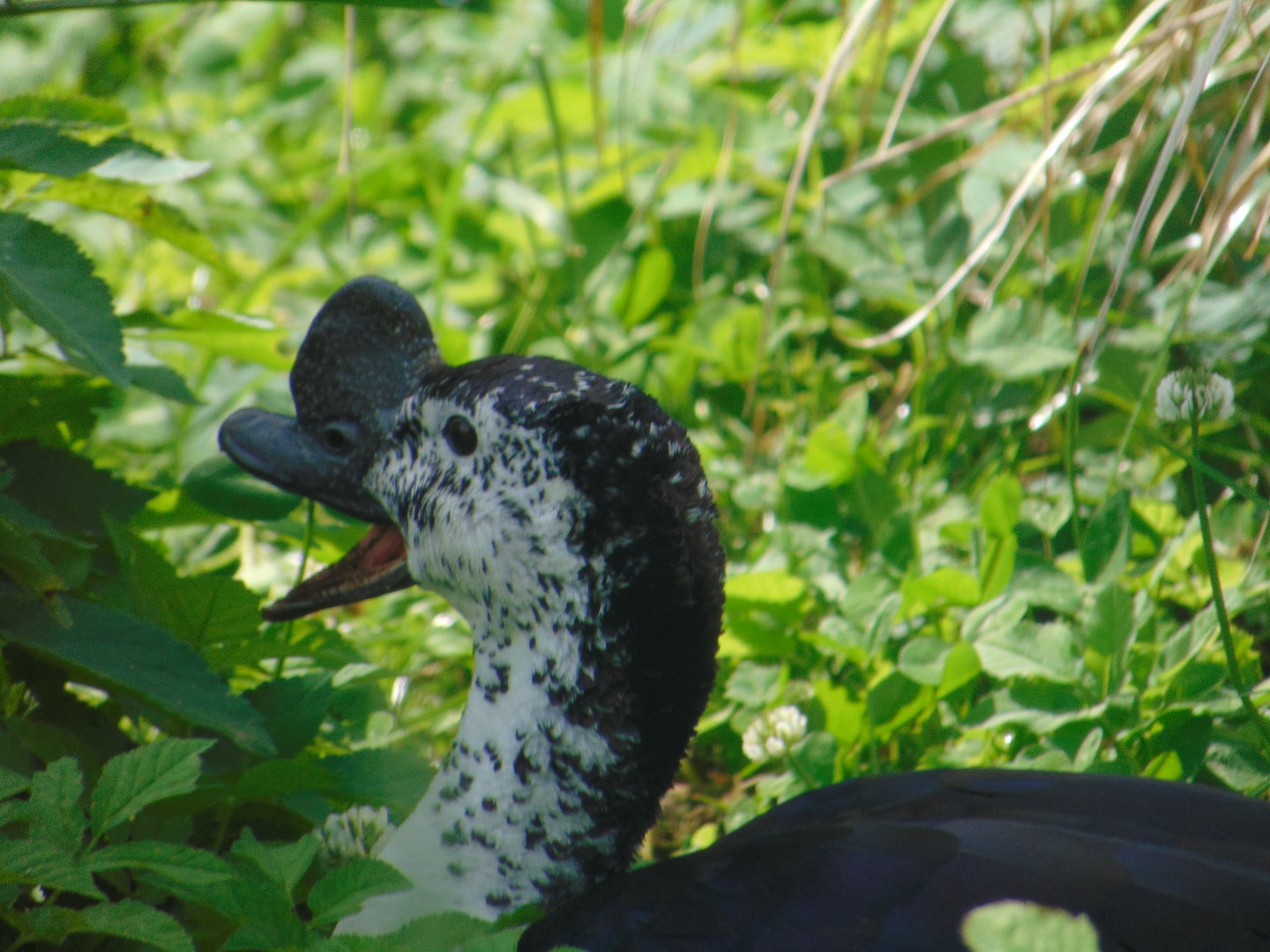 African Comb Duck