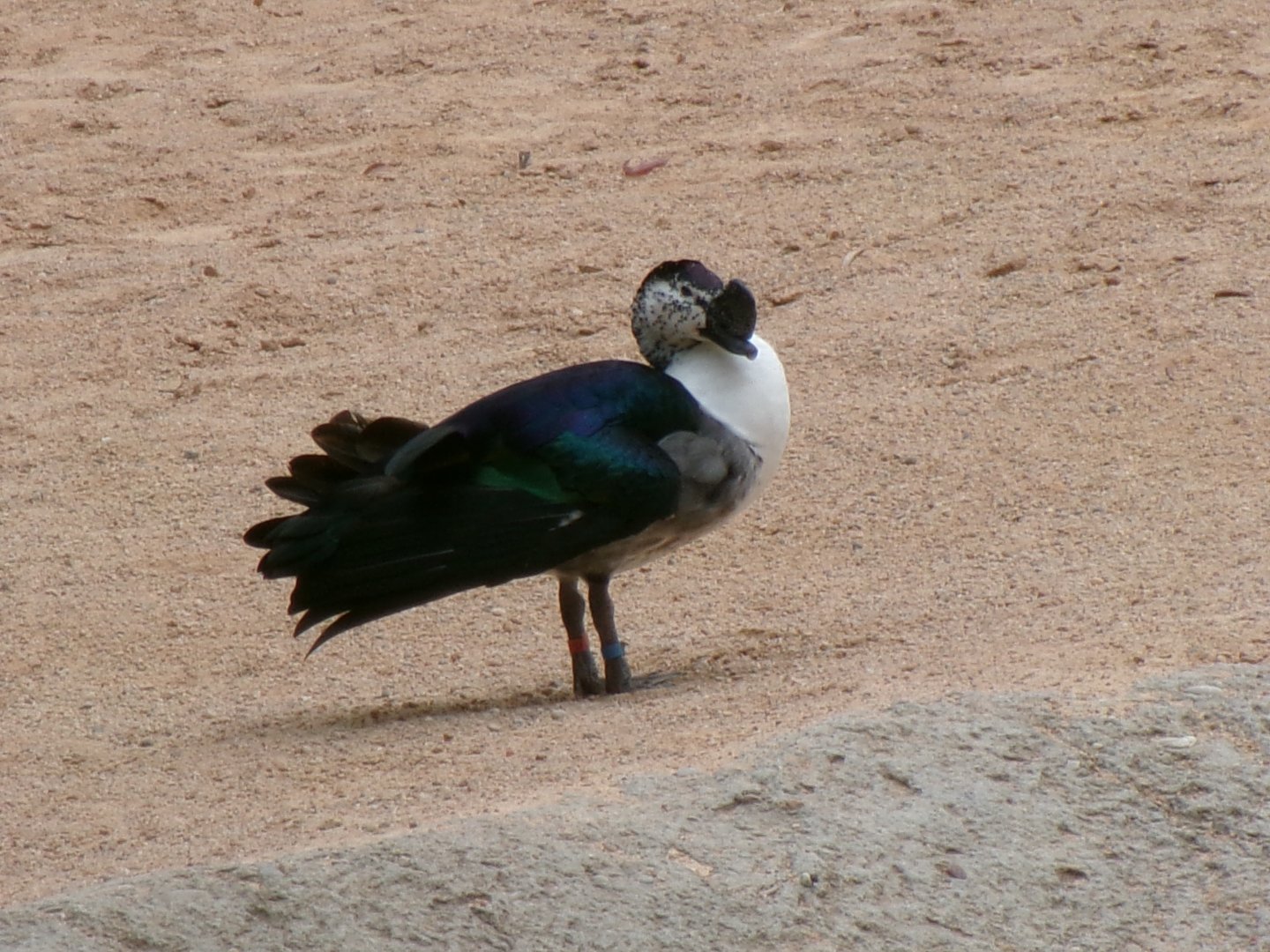 African comb duck