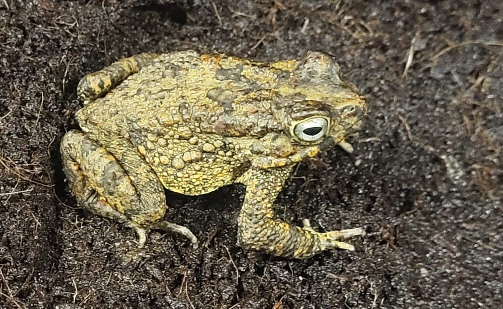 African common toad - Bufo regularis