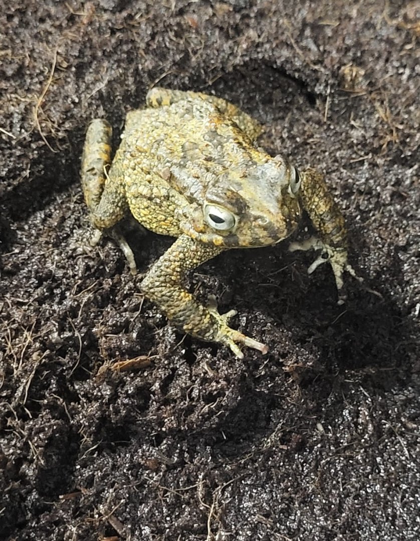 African common toad - Bufo regularis