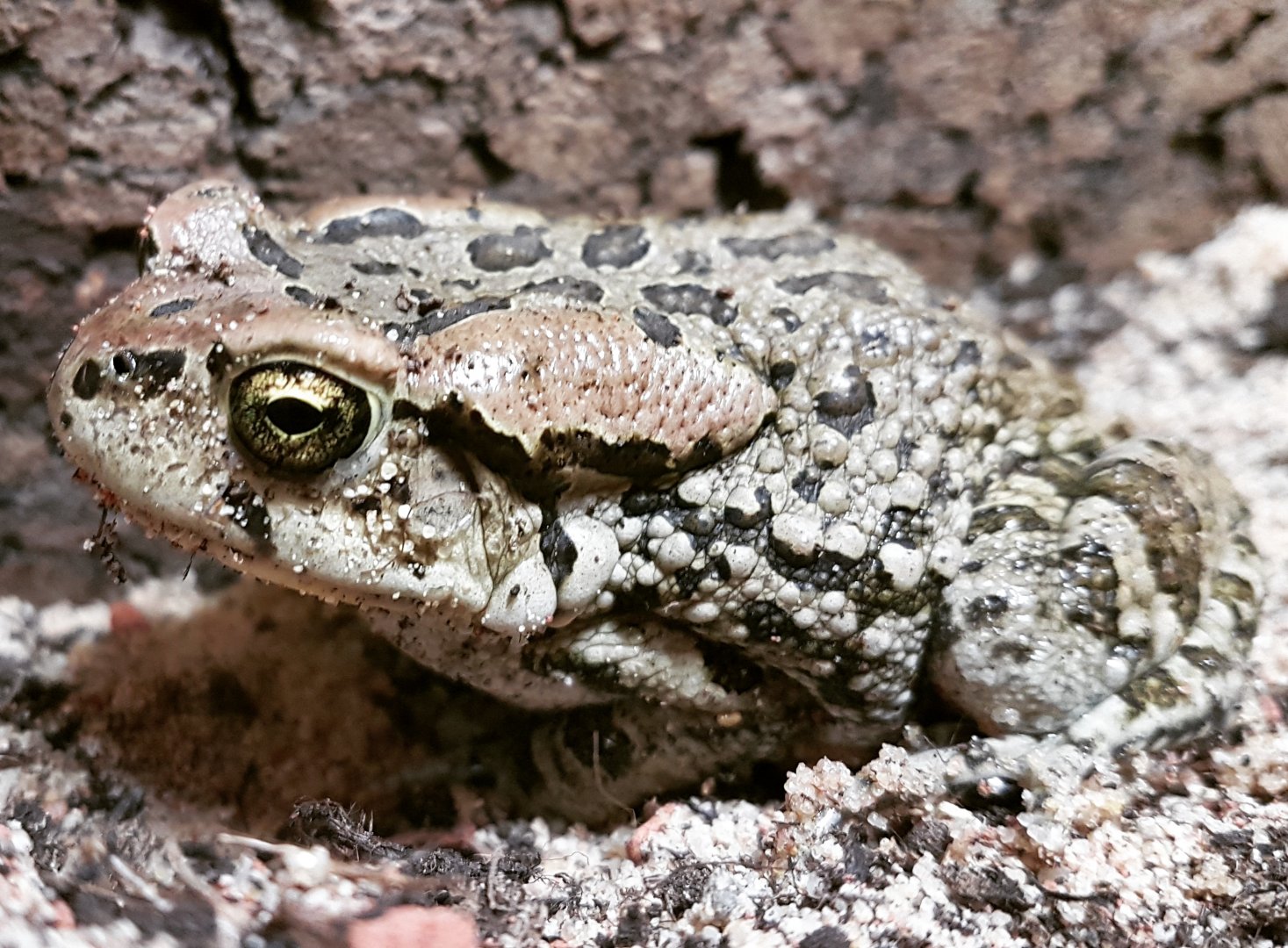 African common toad