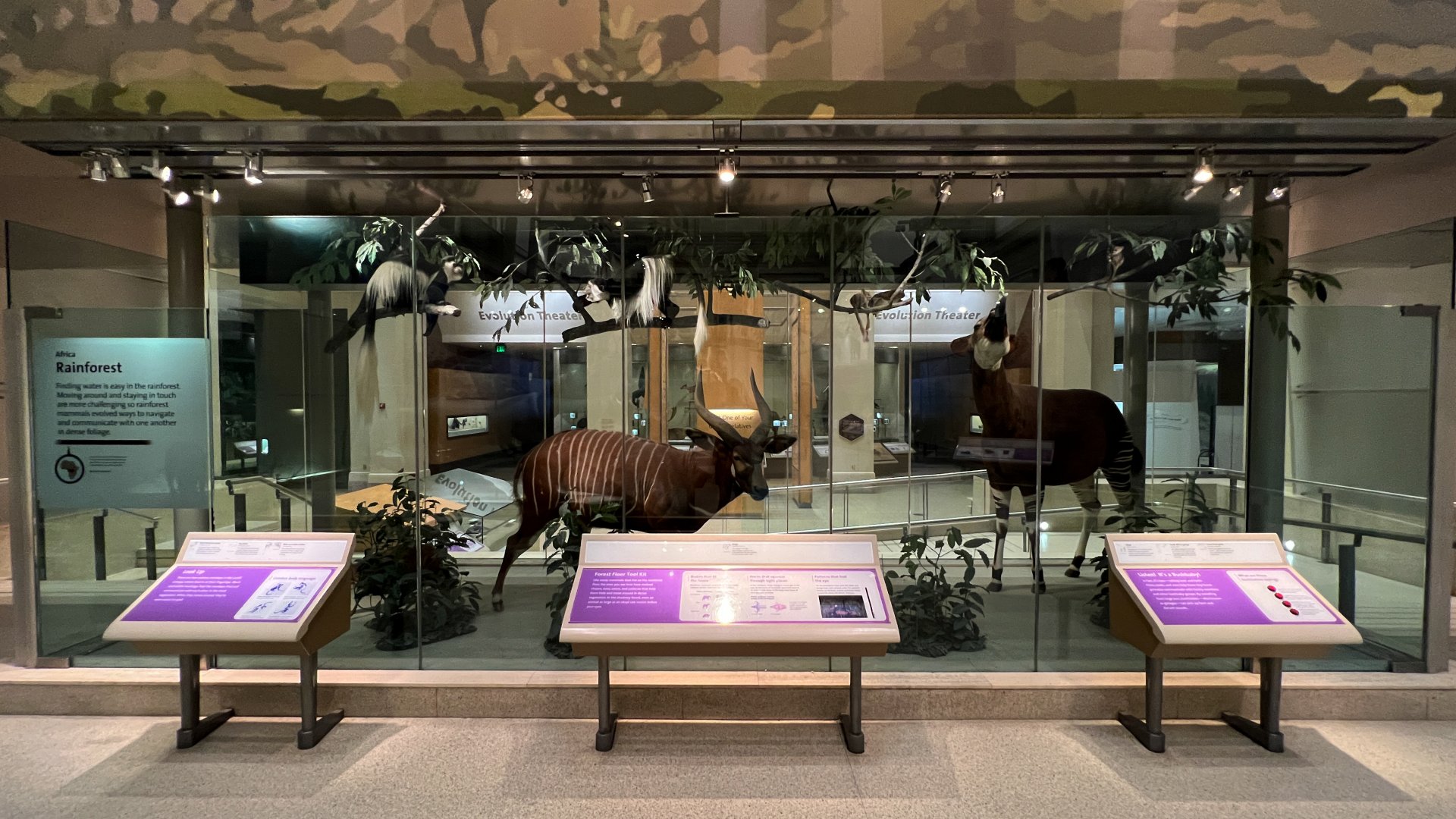 African Congo Mammals