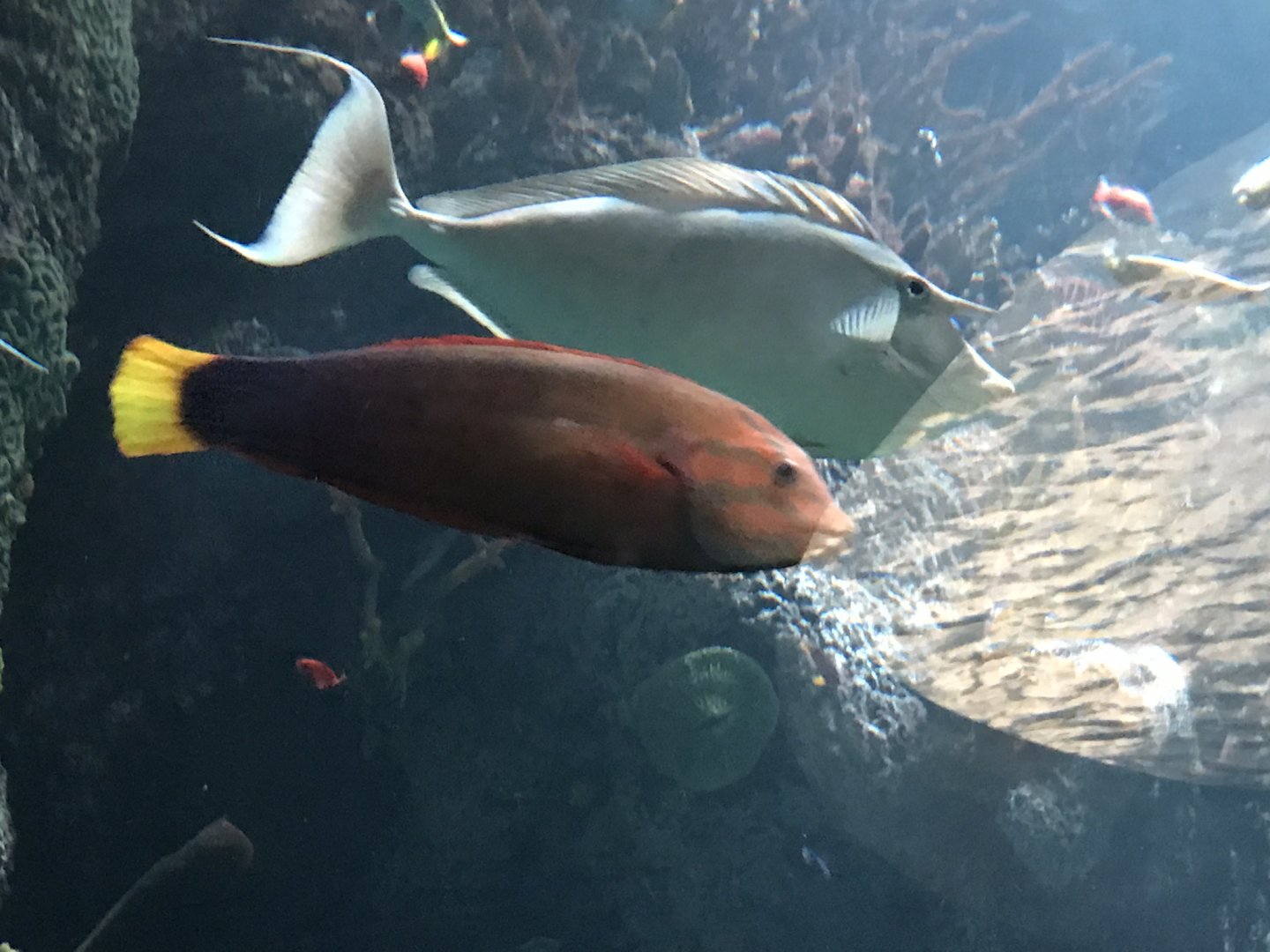 African coris (Coris gaimard)