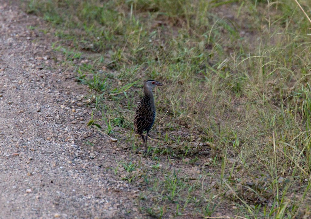 African Crake