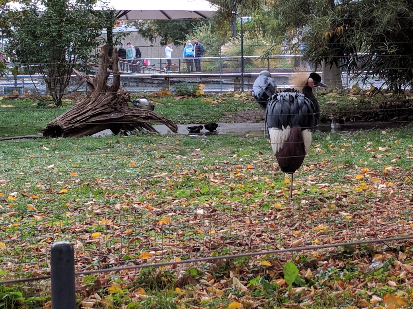 African crane Enclosure