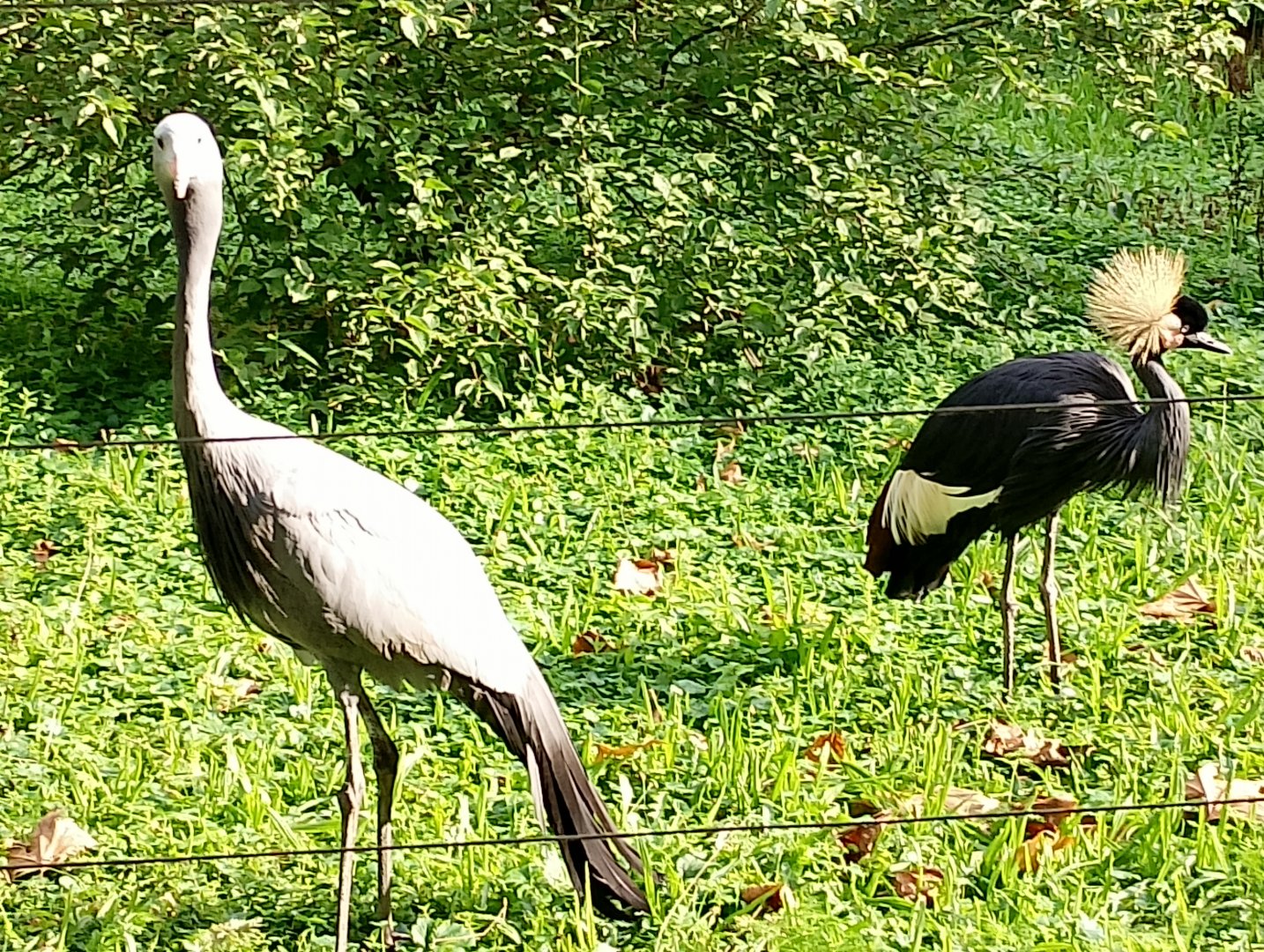 African cranes
