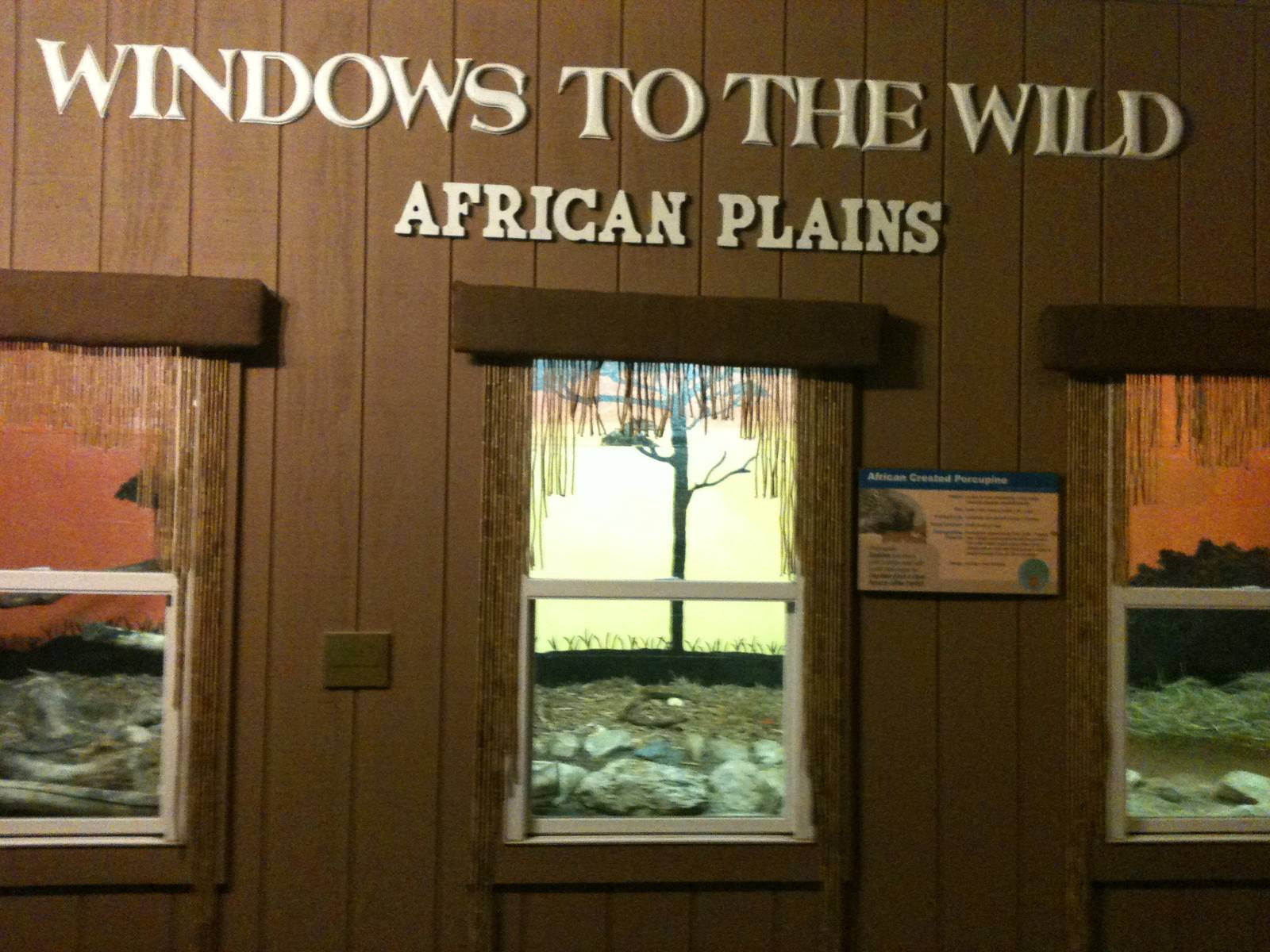 African Creasted Porcupine