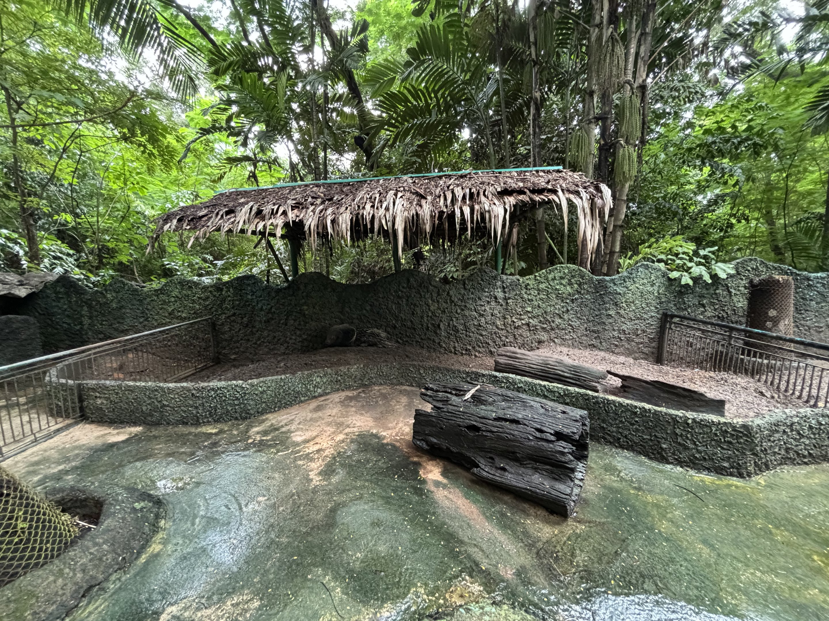 African Created Porcupine Exhibit