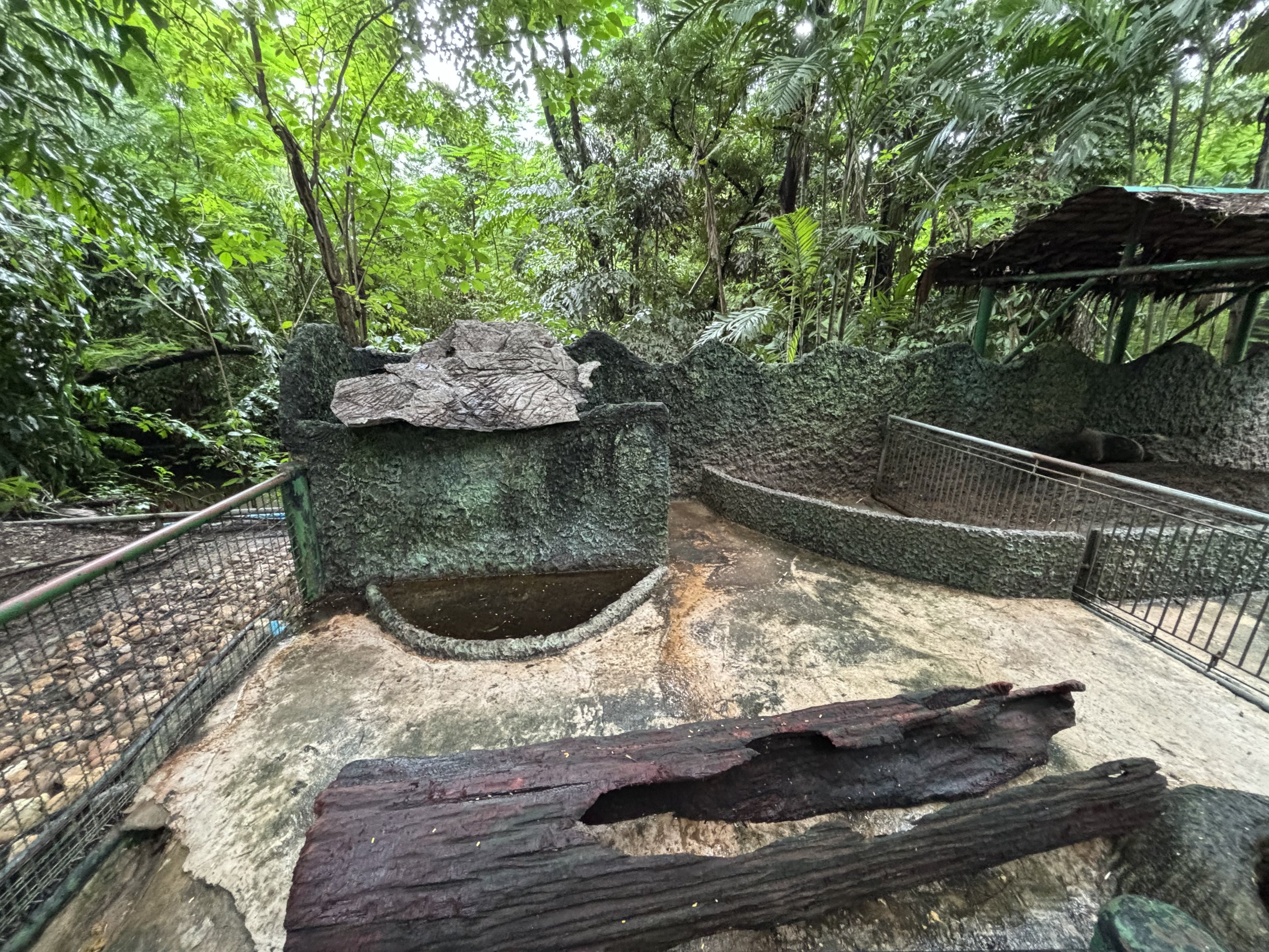 African Created Porcupine Exhibits