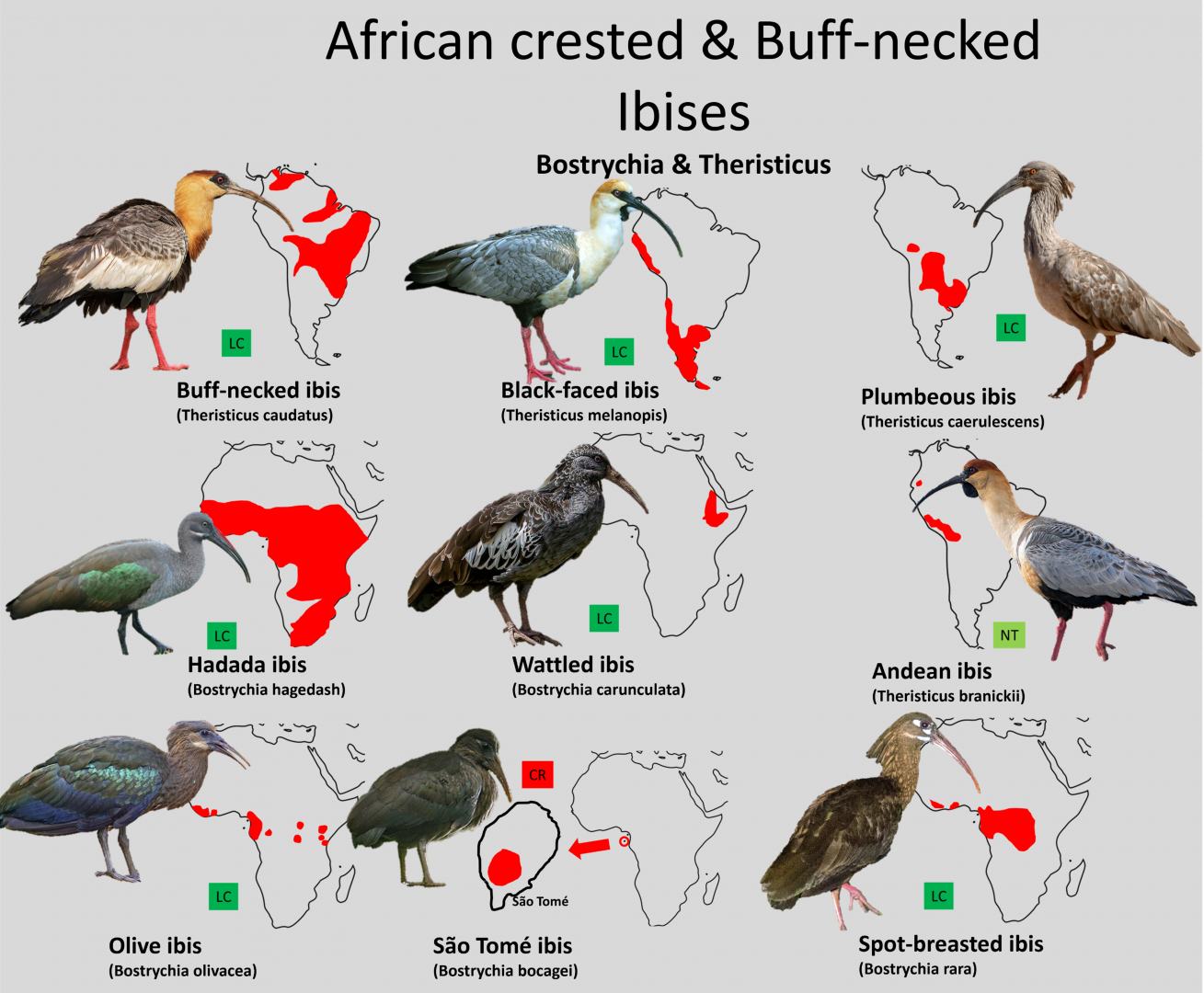 African crested and Buff-necked ibis distribution maps