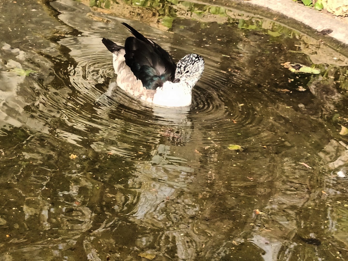African crested Duck
