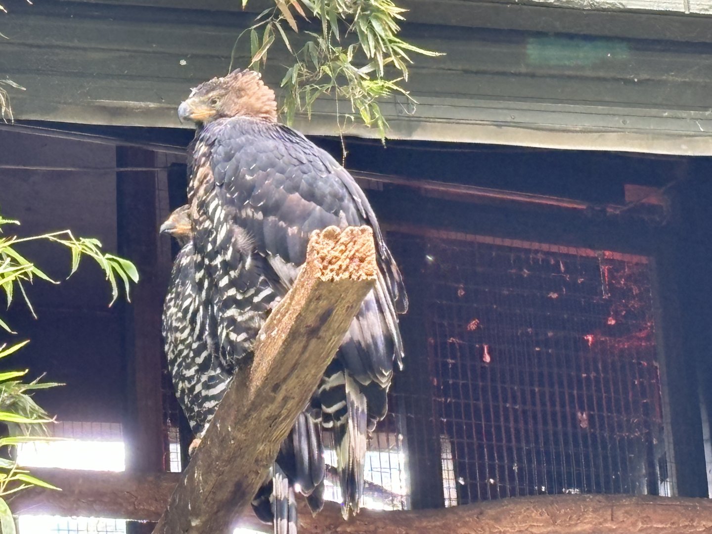 African Crested Eagle