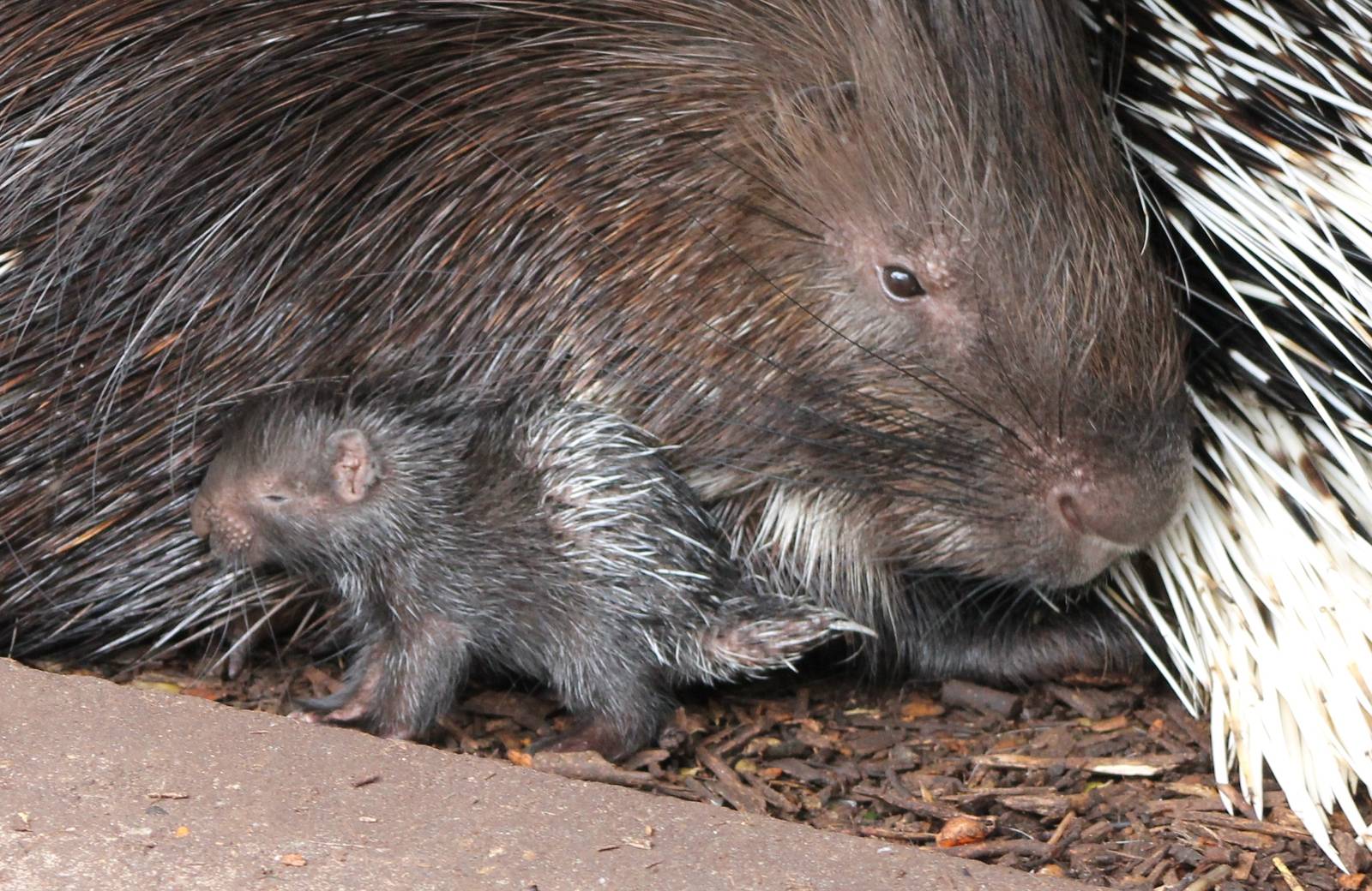 african crested pocupine with young ( 2012 )