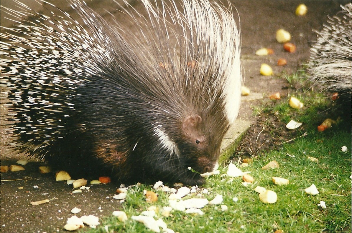 African Crested Porcupine 27th March 1999
