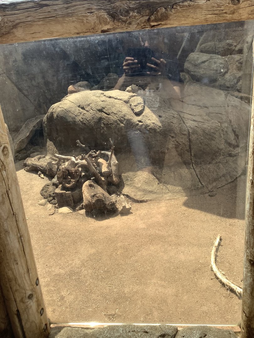 African Crested Porcupine 3/25/23