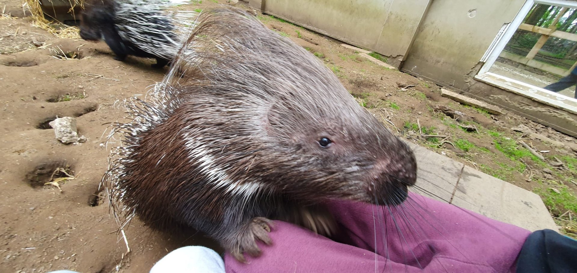 African Crested Porcupine 31/5/23