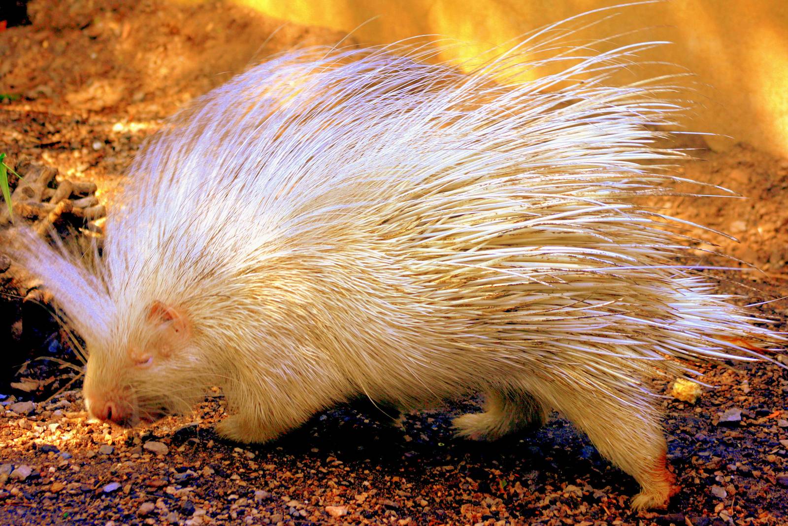 African crested porcupine (albino); London Zoo; 17th August 2014