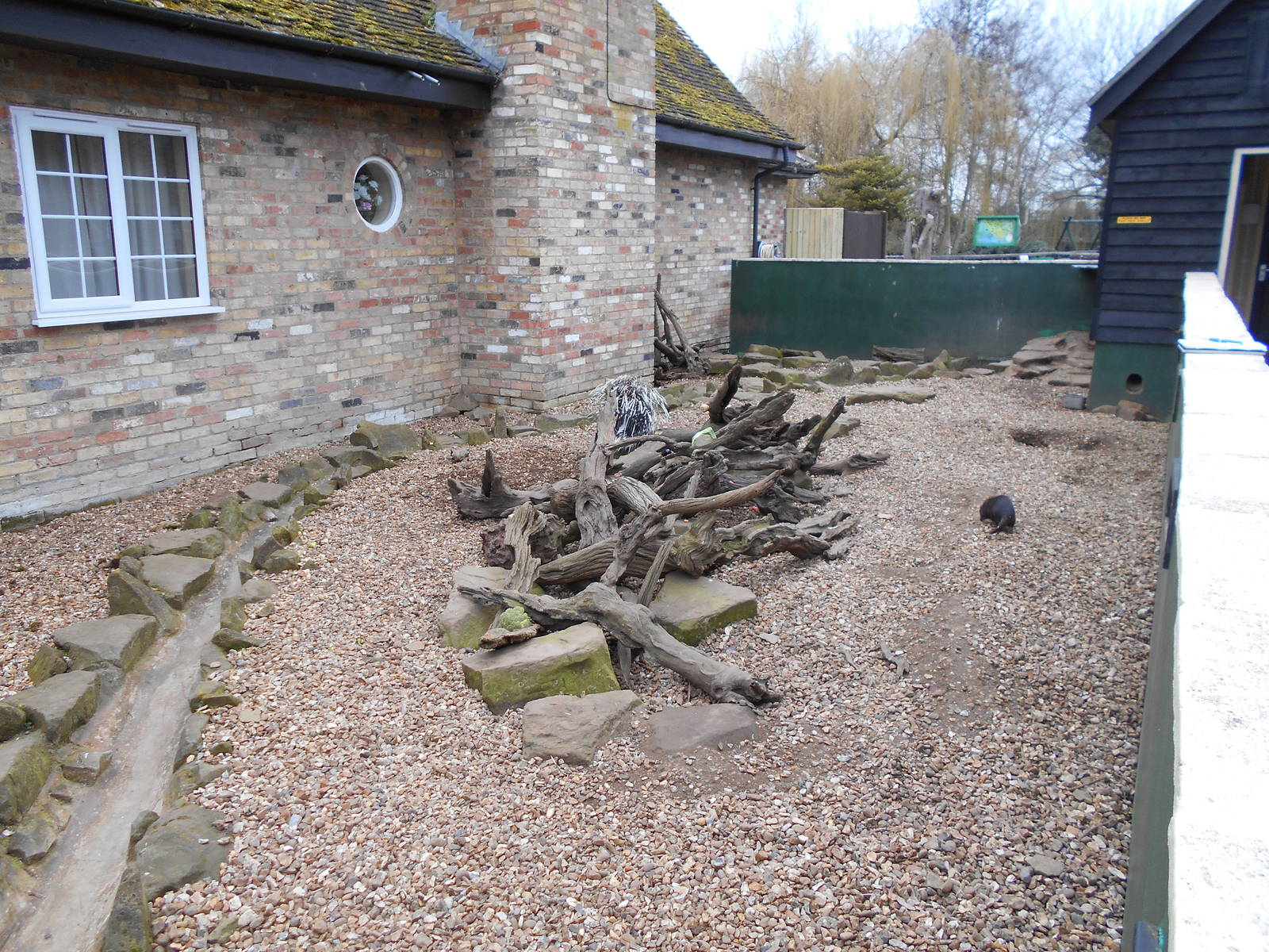 African Crested Porcupine and Cusimanse enclosure - March 15th 2016